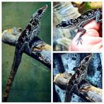 Anolis roquet zebrillus, Hagedis, 0 tot 2 jaar