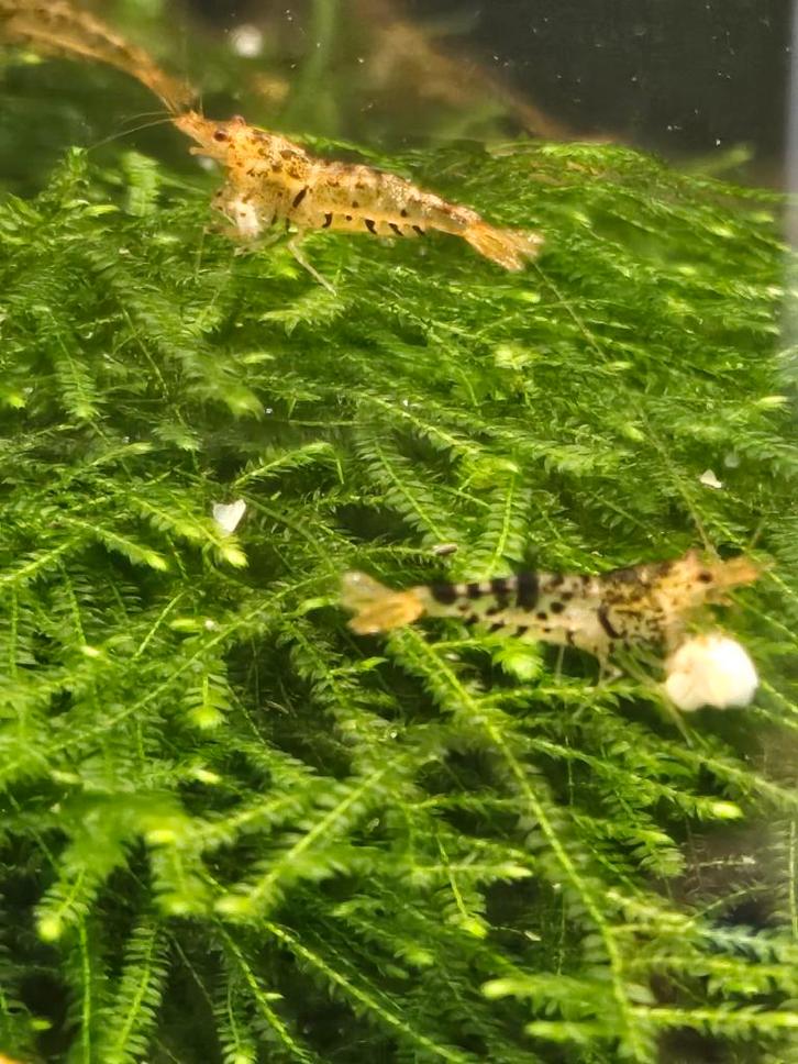 Cardinia Garnalen te koop, Dieren en Toebehoren, Vissen | Aquariumvissen, Zoetwatervis, Kreeft, Krab of Garnaal, Schoolvis