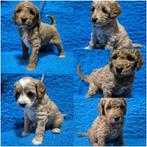 Cockapoo pupjes beide ouders getest, Dieren en Toebehoren, Honden | Chihuahua's en Gezelschapshonden, Overige rassen, 8 tot 15 weken