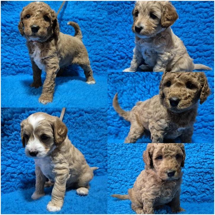 Cockapoo pupjes beide ouders getest, Dieren en Toebehoren, Honden | Chihuahua's en Gezelschapshonden, Meerdere dieren, Overige rassen