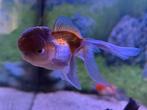 Oranda leeuwenkop sluierstaart panda, Dieren en Toebehoren, Vissen | Aquariumvissen, Vis, Zoetwatervis