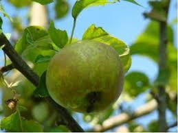Appelboom fruitboom Malus Luntersche Pippeling zelf geënt beschikbaar voor biedingen