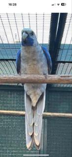 Pennant rosella parkiet, Dieren en Toebehoren, Vogels | Parkieten en Papegaaien, Mannelijk, Parkiet, Geringd
