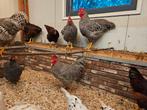 Amrock hanen, Dieren en Toebehoren, Pluimvee, Mannelijk, Kip