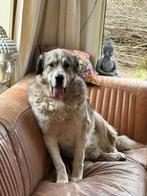 Centraal Aziatische Owcharka Herder - 6 jaar oud, Dieren en Toebehoren, 6 jaar of ouder, Eén hond, Nederland, Particulier
