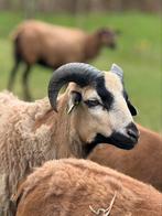 Kamaroen ram 2024 eventueel ruilen met een andere ram, Dieren en Toebehoren, Schapen, Geiten en Varkens, Mannelijk, Schaap