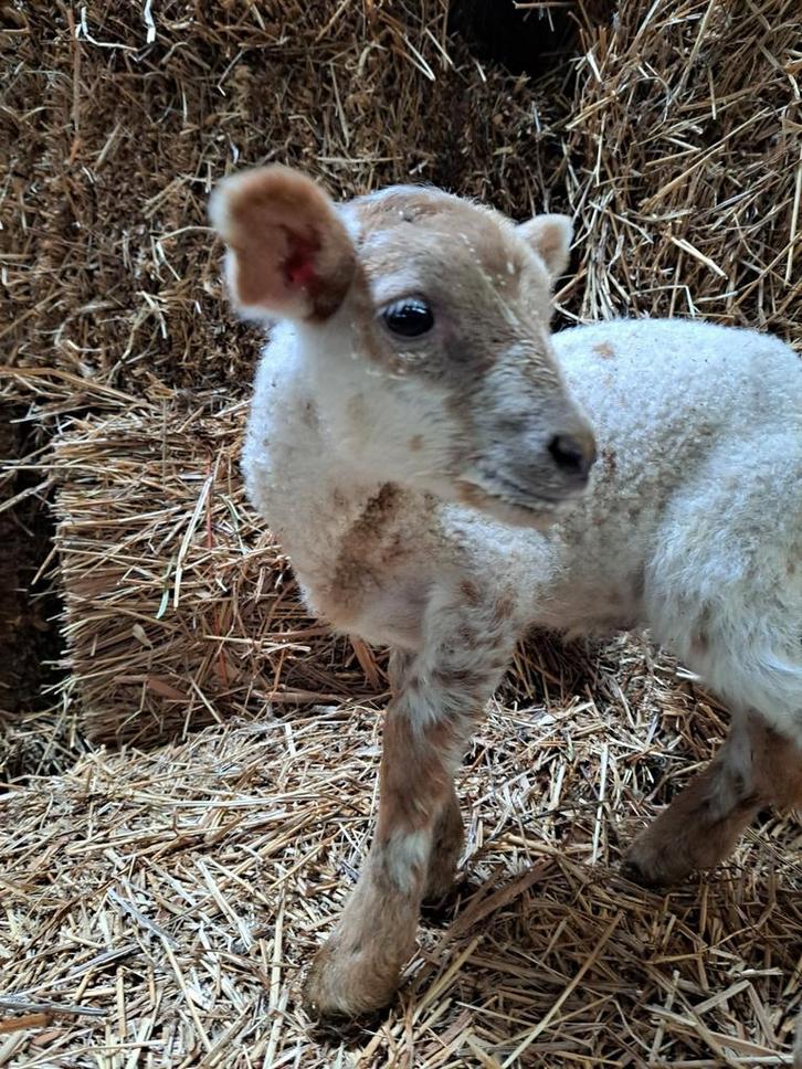 Fleslam, Dieren en Toebehoren, Schapen, Geiten en Varkens, Schaap, Mannelijk, 0 tot 2 jaar
