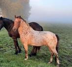 Eye catcher appaloosa C pony, ruin new forrest, Dieren en Toebehoren, Pony's, Gechipt, Ruin, Zadelmak, C pony (1.27m tot 1.37m)