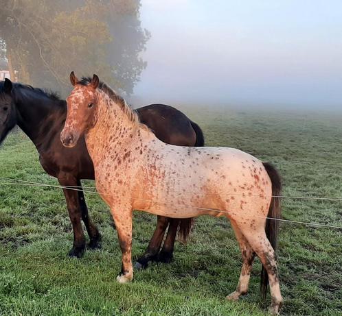 Eye catcher appaloosa C pony, ruin new forrest, Dieren en Toebehoren, Pony's, Ruin, Zadelmak, C pony (1.27m tot 1.37m), Recreatiepony
