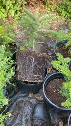 Plantgoed kerstbomen, Tuin en Terras, Ophalen, Zomer, Volle zon