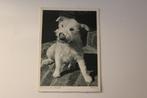 Oude z/w Honden Postkaart - Foxterrier, Wiechmann 1943, Verzamelen, Ansichtkaarten | Dieren, 1940 tot 1960, Ongelopen, Verzenden