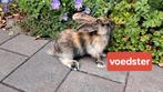 Mooi bruin zwart gevlekt konijn (voedster), Dieren en Toebehoren, Konijnen, Vrouwelijk, Middelgroot, 0 tot 2 jaar