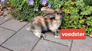 Mooi bruin zwart gevlekt konijn (voedster) beschikbaar voor biedingen
