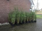 Fargesia Nitida Winter Joy, niet woekerende bamboe!!!!, Ophalen, Bamboe, Haag, 250 cm of meer