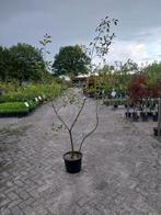 Amelanchier Lamarckii in pot, Overige soorten, Lente, 100 tot 250 cm, Ophalen