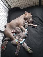 Pitbull-puppy's, Rabiës (hondsdolheid), 8 tot 15 weken, Meerdere, Meerdere dieren