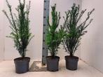 Taxus baccata lengte 25 tot 60 (hiksii - hillii-repandens), Ophalen of Verzenden, Taxus, Minder dan 100 cm