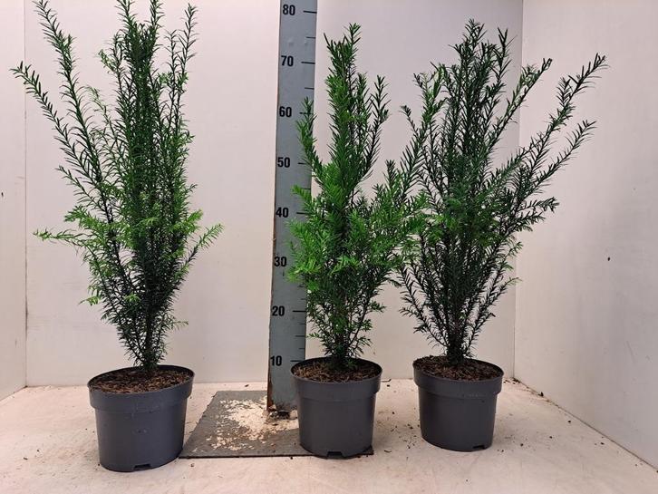 Taxus baccata lengte 25 tot 60 (hiksii - hillii-repandens), Tuin en Terras, Planten | Struiken en Hagen, Taxus, Minder dan 100 cm