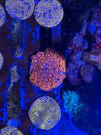 Zoanthus BamBam koraal stek 25€, Dieren en Toebehoren, Vissen | Aquaria en Toebehoren, Ophalen, Nieuw, Overige typen