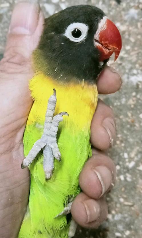 Prachtige agapornis personata wildkleur xxl opaline pop, Dieren en Toebehoren, Vogels | Parkieten en Papegaaien, Dwergpapegaai of Agapornis