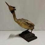 Vintage taxidermie fuut, Verzamelen, Ophalen of Verzenden, Gebruikt, Vogel, Opgezet dier
