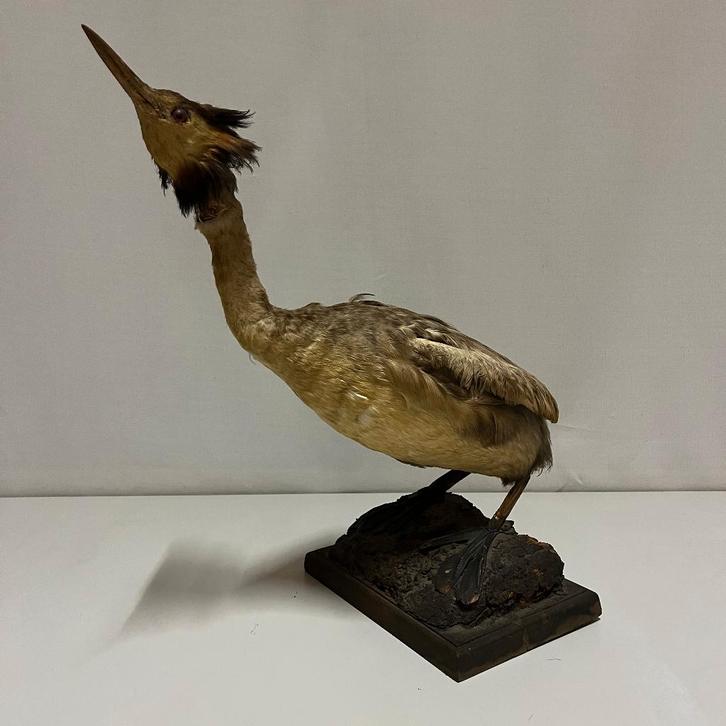 Vintage taxidermie fuut, Verzamelen, Dierenverzamelingen, Gebruikt, Opgezet dier, Vogel, Ophalen of Verzenden