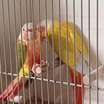 Prachtig koppel Pyrrhura Suncheek roodbuik, Dieren en Toebehoren, Vogels | Parkieten en Papegaaien, Meerdere dieren, Parkiet, Geringd