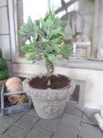 Olijfboom in pot....Poppenhuis 1:12...(NrF32)*, Verzamelen, Poppenhuizen en Toebehoren, Ophalen of Verzenden, Nieuw, Poppenhuis