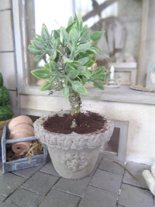 Olijfboom in pot....Poppenhuis 1:12...(NrF32)*, Verzamelen, Poppenhuizen en Toebehoren, Nieuw, Poppenhuis, Ophalen of Verzenden