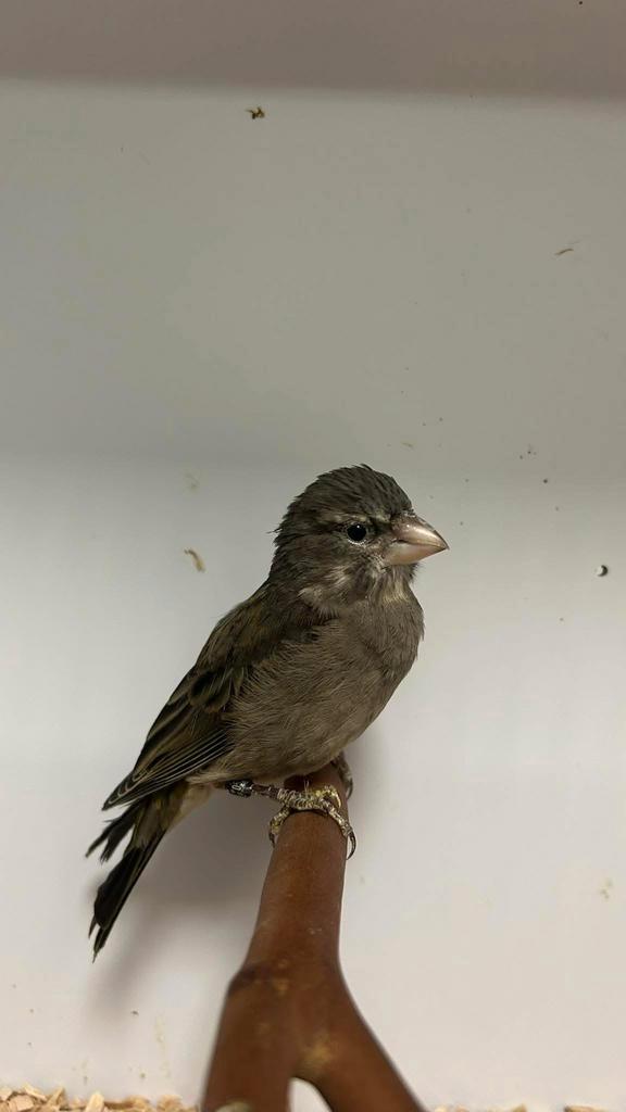 1-1 witkeel edelzanger, Dieren en Toebehoren, Vogels | Overige Vogels, Tropenvogel, Meerdere dieren, Geringd