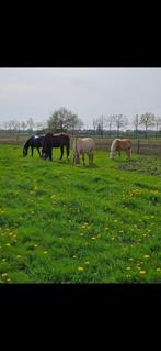 Pensionstalling met Weidegang, Weidegang, 1 paard of pony