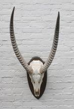 Schedel Afrikaanse WATERBUCK / WATERBOK op houten schild, Ophalen, Gebruikt, Wild dier, Schedel