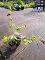 Geranium Phaeum, donkere ooievaarsbek, Tuin en Terras, Planten | Tuinplanten, Halfschaduw, Zomer, Vaste plant, Overige soorten