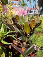 Ficus Elastica, Overige soorten, In pot, Minder dan 100 cm, Groene kamerplant