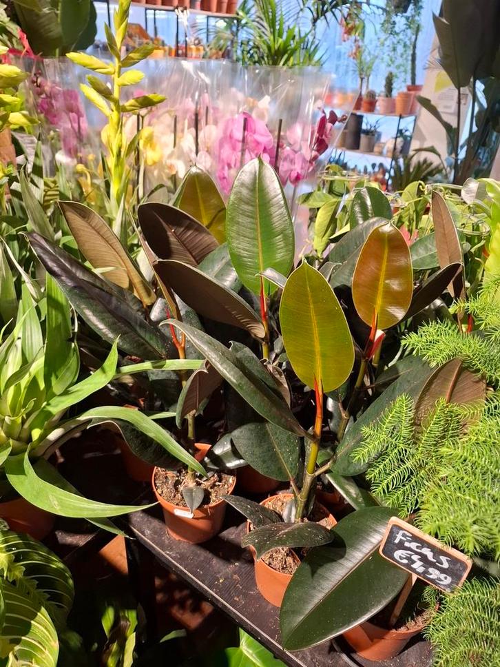 Ficus Elastica, Huis en Inrichting, Kamerplanten, Overige soorten, Minder dan 100 cm, Groene kamerplant, Halfschaduw, In pot, Ophalen of Verzenden