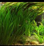 Vallisneria (aquariumplant) te koop € 1,50 per stuk, Dieren en Toebehoren, Ophalen of Verzenden, Zo goed als nieuw, Plant(en), Steen of Hout