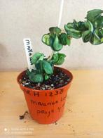 hoya compacta maunua loa pm 8 nummer H1238, Ophalen of Verzenden, Halfschaduw, Minder dan 100 cm