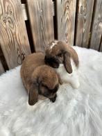 Lieve tamme 2 nhd voedsters, Dieren en Toebehoren, Konijnen, Vrouwelijk, Dwerg