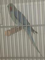 Diverse jonge halsbandparkieten, Dieren en Toebehoren, Vogels | Parkieten en Papegaaien, Meerdere dieren, Parkiet