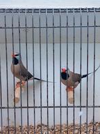 Gevraagd diverse spitstaart amadine en bichenow astrildes zi, Dieren en Toebehoren, Meerdere dieren