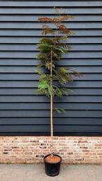 Albizia jullibrissin 'Summer Chocolate 🌿'🌺, Tuin en Terras, Ophalen, Volle zon, Overige soorten
