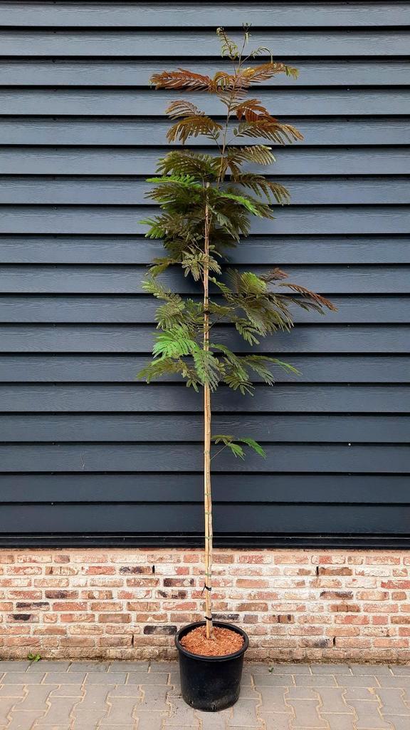 Albizia jullibrissin 'Summer Chocolate 🌿'🌺, Tuin en Terras, Planten | Bomen, Overige soorten, Volle zon, Ophalen