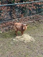 Klein dwerggeit bokje, Dieren en Toebehoren, Mannelijk, Geit, 0 tot 2 jaar