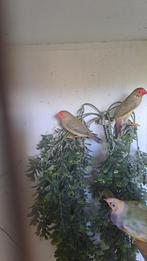 3 binzen alstrilde mannen: 2 roodkop 1 oranjekop, Dieren en Toebehoren, Vogels | Overige Vogels, Mannelijk, Tropenvogel