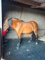 16 jarige PRE ruin, bomproof, Dieren en Toebehoren, Paarden, Ruin