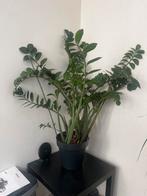 Makkelijke en sterke kamerplant in pot, Ophalen, Vetplant, 100 tot 150 cm, Halfschaduw