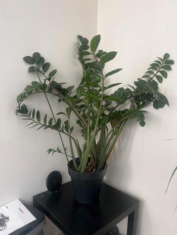 Makkelijke en sterke kamerplant in pot beschikbaar voor biedingen