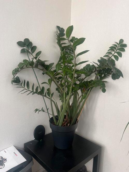 Makkelijke en sterke kamerplant in pot, Huis en Inrichting, Kamerplanten, Vetplant, 100 tot 150 cm, Groene kamerplant, Halfschaduw