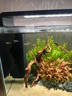 Rasbora hengeli / kegelvlekbarbeel 4x, Dieren en Toebehoren, Vissen | Aquariumvissen, Vis, Zoetwatervis
