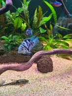 Polar blue parrot cichlide, Vis